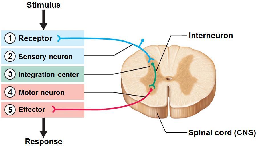 In a simple neuronal pool, a single presynaptic fiber branches and synapses with several neurons in pool. Discharge zone - neurons most closely associated with incoming fiber.
