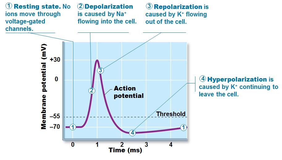 Graded Potentials - short-lived, localized change in membrane potential in response to a stimulus; either depolarization or hyperpolarization occurs.
