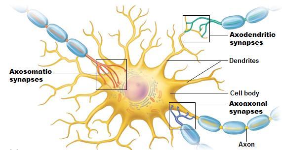 Conduction Velocity Fibers that transmit impulses rapidly are found in neural pathways where speed is essential. Axons that conduct impulses more slowly typically serve internal organs.