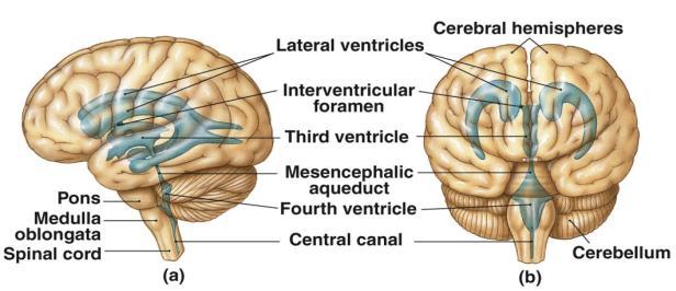 the CNS & cushions it Ventricles of the Brain Total of 4 Ventricles Contain CSF Connect with
