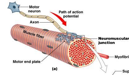 Nerve Impulses Also called action