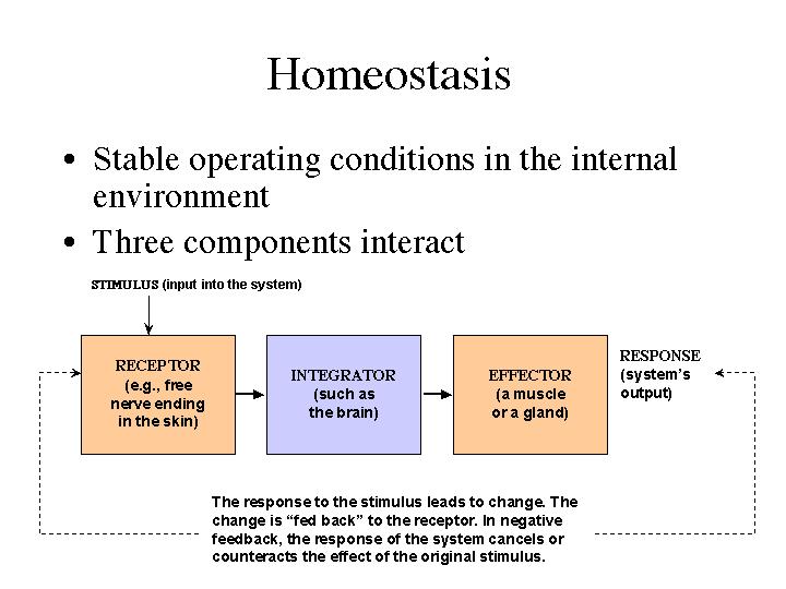 Homeostatic Regulation Adjustments in the body s physiological systems To maintain its stable internal environment.