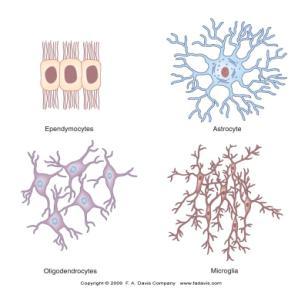 Cellular Structure of the Nervous System 2 Principal Types of Cells