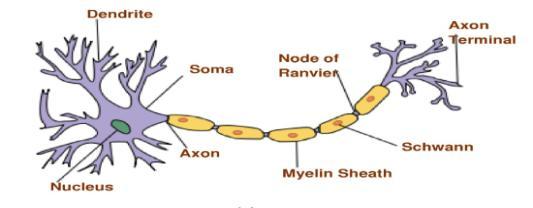Myelin Sheath Lipid-like covering of some axons.