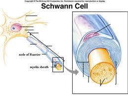 Formed by Plasma Membrane of some neuroglia Schwann Cell wraps around axon to form 2 layers. Jelly Roll Wrap 1.