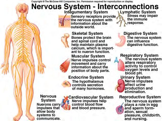 Overview of the Nervous System C. Properties of Nerve Cells Excitability, conductivity, and secretion of neurotransmitters and other chemical messengers. D.