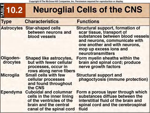 CELLS of the