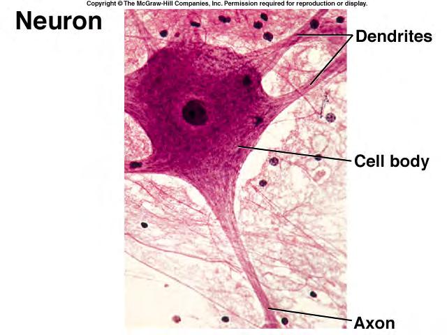 CELLS of the Nervous System 15 B. NEURON STRUCTURE (HOLE; p. 341) 1. The control center of the neuron is its soma (or perikaryon: cell body).