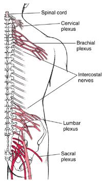Nerve Plexus: Name of Plexus Nerves found in plexus Services what part of the body Cranial Nerve # Name of Cranial Nerve Function Type of Nerve I Sense of Smell II Sense of sight III Movement of