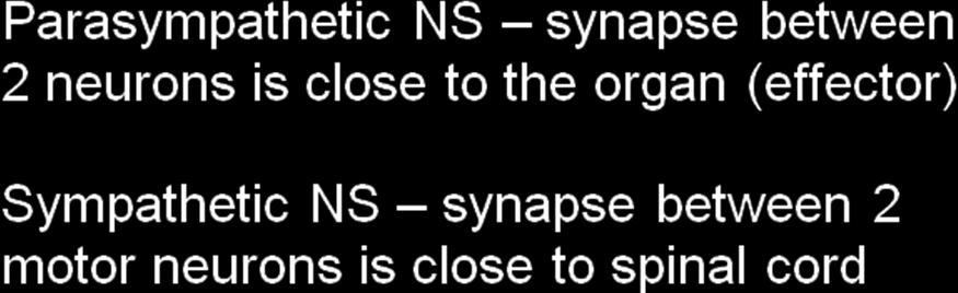 Setup in the Sympathetic Nervous System Neuron 1 Neuron 2 The