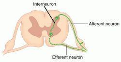 Motor Neuron: Sensory Neuron: Interneuron: Neuroglial Cells and Transmission of Action Potential 6 Types of Neuroglial or Glial Cells: Glia = greek word