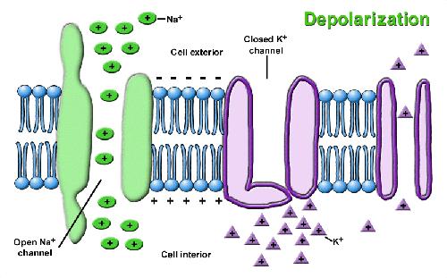 Depolarization Neurotransmitters open channels rushes into the cell inside of cell is now Repolarization channels