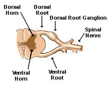 Anatomy of the Spinal Cord Inner with a central canal Outer