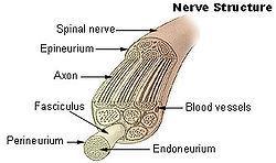 Peripheral Nervous System (PNS) All the rest of the nerves of your body Two branches o Nervous System o Nervous System Nerve Anatomy = covers nerve itself = covers