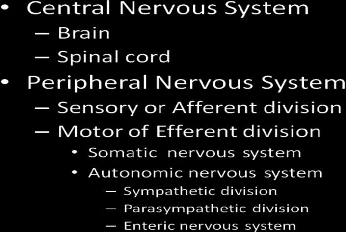 respective sheaths. The PNS is divided into a set of components that bring information into the CNS, which is the sensory or afferent division.