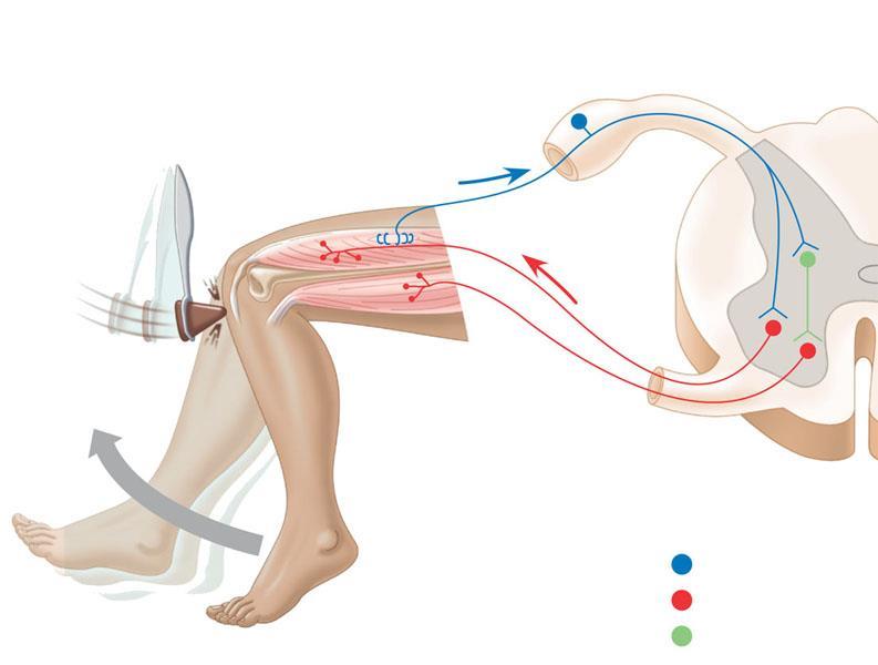 Reflex Arc 2 Sensors detect 3 Sensory neurons a sudden stretch in the quadriceps. convey the information to the spinal cord.
