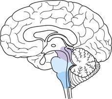 Brainstem The brainstem consists of three parts: medulla oblongata, pons, and midbrain The medulla oblongata contains centers that control heart rate,
