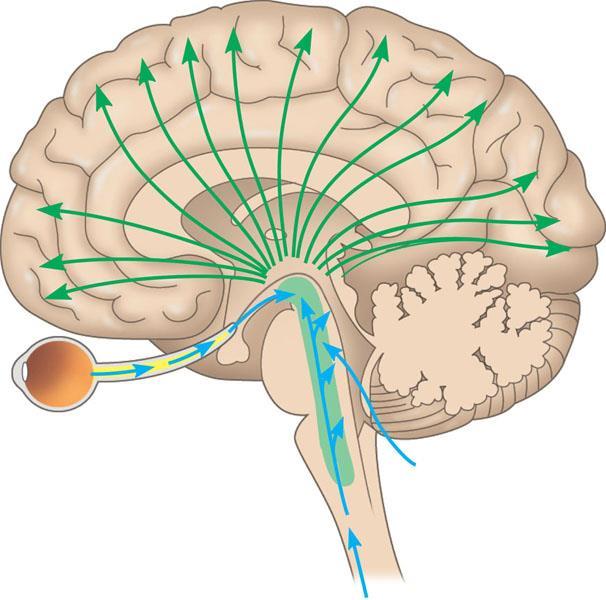 Arousal and Sleep A diffuse network of neurons called the reticular formation is present in the core of the brainstem A part of the reticular formation, the