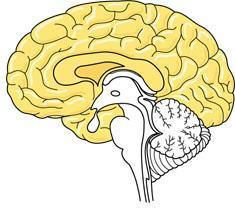 Cerebrum The cerebrum contains right and left cerebral hemispheres Each consist