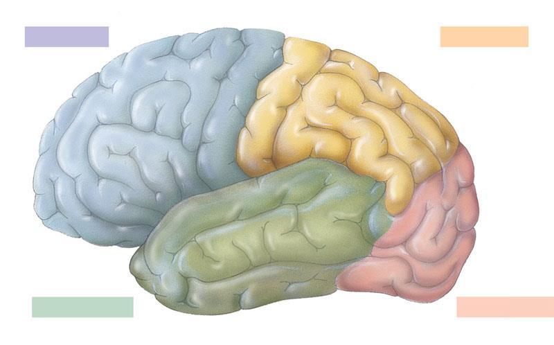 Cerebrum Each side of the cerebral cortex has four lobes Frontal, parietal, temporal, and occipital Frontal lobe Parietal lobe Frontal association area Speech