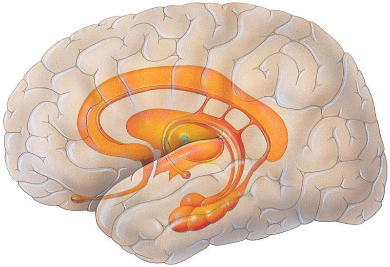 Emotions The limbic system is a ring of structures around the brainstem