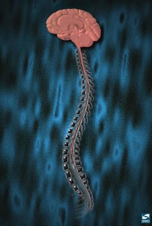 Central Nervous System Continued Spinal Cord : Column of nerves from brain to tailbone protected by vertebrae of spine -