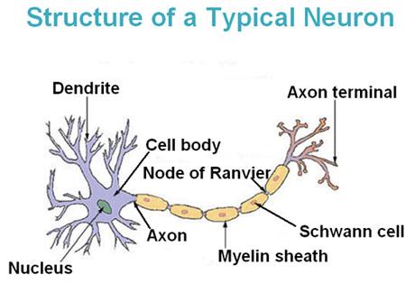 Anatomy of a Neuron Each neuron contains: - Cell body : The central cell body is the largest part of a neuron and contains the neuron's nucleus.
