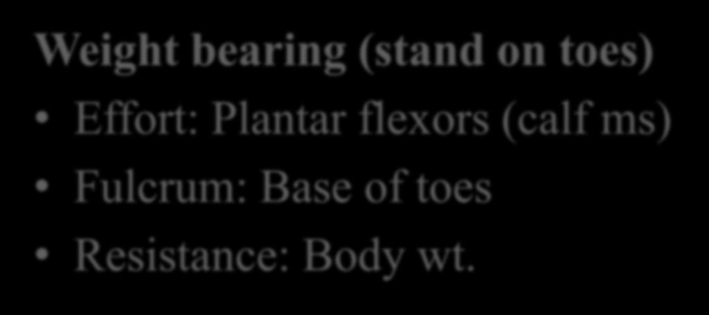Plantar flexors (calf ms)