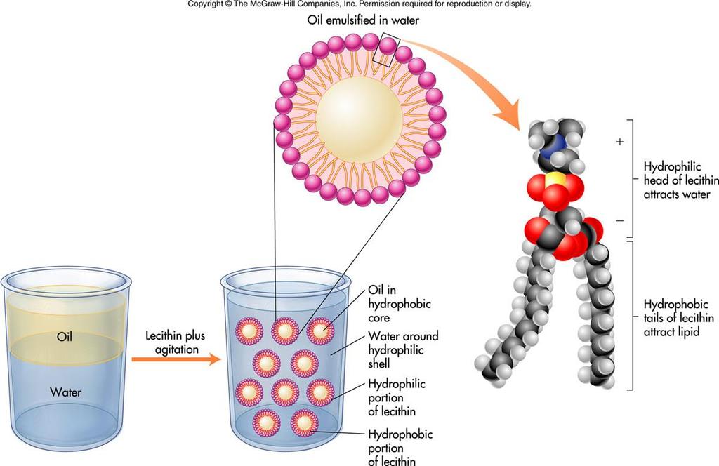 Phospholipids Functions A cell membrane is the double- layered outer covering of a cell that
