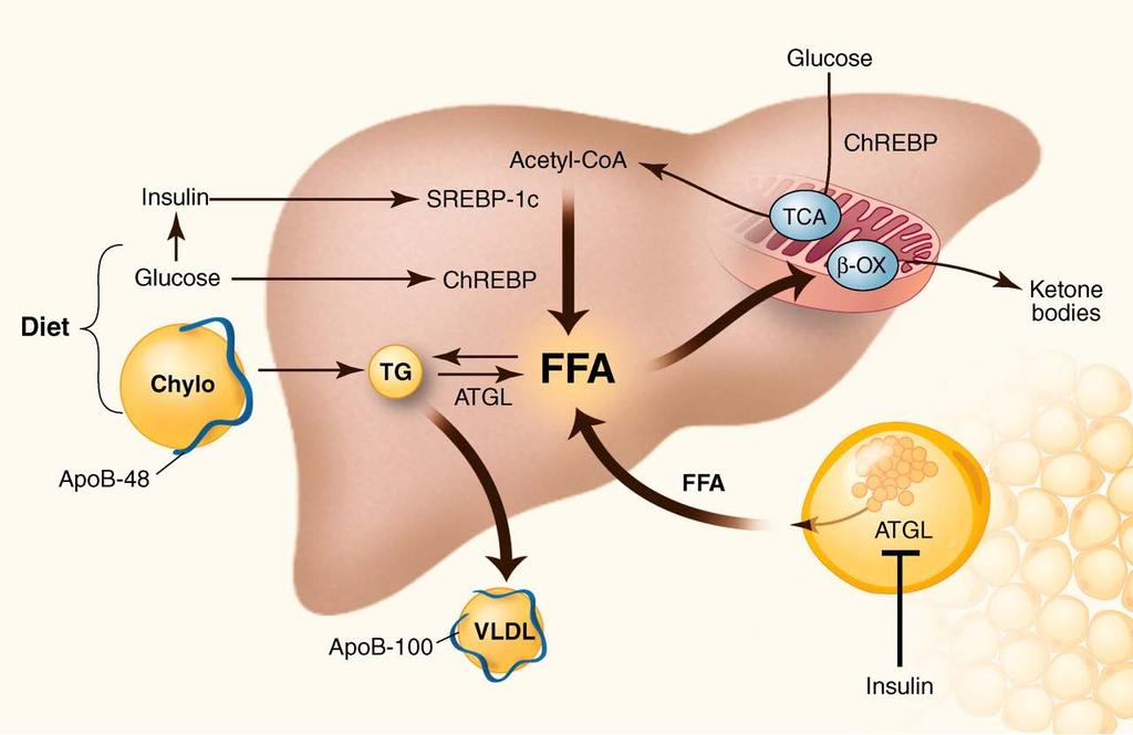 Overview of Lipid Metabolism in NAFLD