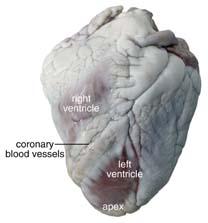 CARDIOVASCULAR SYSTEM: SHEEP HEART OR PIG HEART OBSERVATION AND DISSECTION OBSERVATION: External anatomy of the heart 1. Identify the right and left sides of the heart.