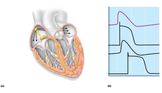 Superior vena cava atrium Pacemaker potential 1 The sinoatrial (SA) node (pacemaker) generates impulses. SA node Internodal pathway 2 The impulses pause (0.1 s) at the atrioventricular (AV) node.