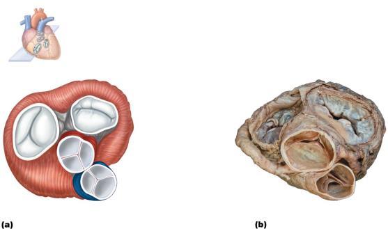 Three Layers Of Heart Wall 1. Epicardium: visceral layer of serous pericardium 2.