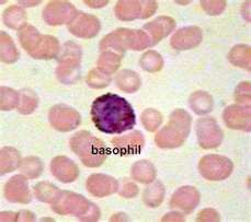 Basophils produce Heparin