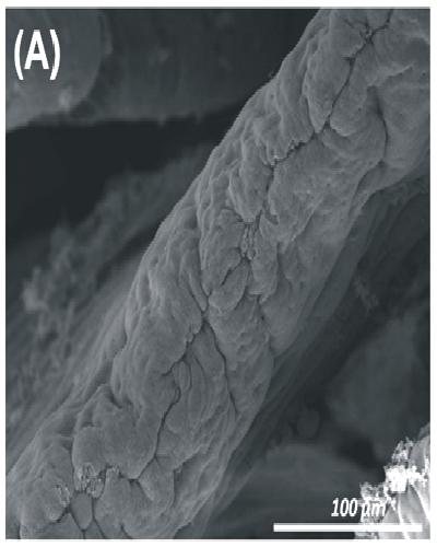 Fig. 2. Scanning electron micrographs of villi in duodenum of chickens fed diets containing 0, 100, 200 or 300 g kg 1 RHM (A-D, respectively).