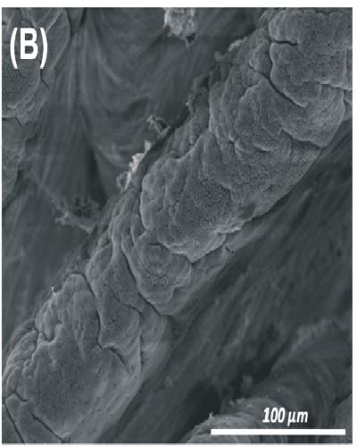 micrographs of villi