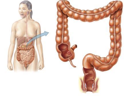 Large Intestine Transverse colon Ascending colon Descending colon Small intestine Cecum Appendix Rectum Anal canal External anal sphincter Figure 15.