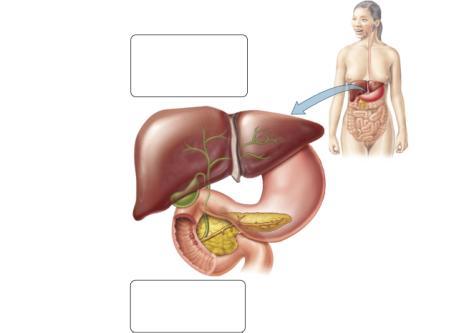 Accessory Organs of the Digestive System The liver produces bile, which is stored in the gallbladder before being released into the small intestine.