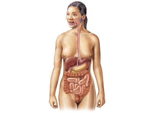 Large intestine 7/15/2015 Digestive System ORGANS Mouth Entrance to digestive system Teeth chew food Tongue positions and tastes food Stomach J-shaped muscular sac Stores food Secretes gastric juice