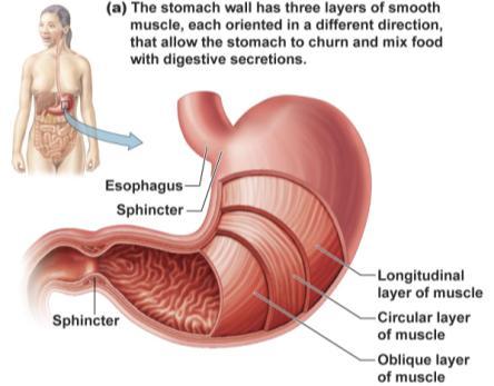 Stomach Figure 15.8a Stomach Secretions Gastric glands secrete: 1. The digestive enzyme, pepsin, that begins the digestion of proteins. 2.