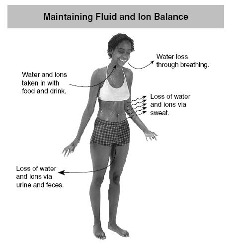 The levels of water and ions in the body are maintained mainly by thekidneys, although the skin is also important.