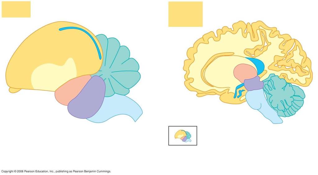 Fig. 49-14 Comparison of regions for higher cognition in avian and human brains Pallium Cerebrum Cerebellum Cerebral