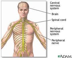 regulate body activities The Nervous System Controls the muscular system Works with the endocrine system to