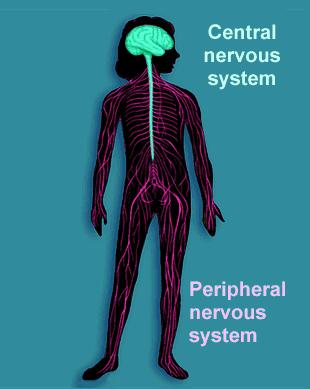 and spinal cord The peripheral (PNS) nerves that carry signals into and out of the CNS Organization of Nervous