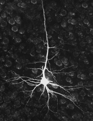 peripheral (PNS) nerves that carry signals into and out of the CNS Neurons cells specialized for carrying