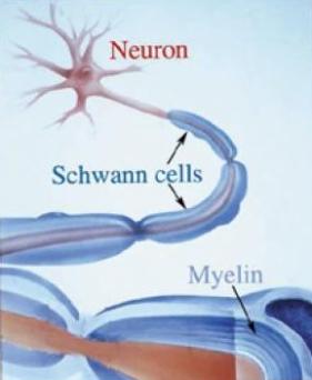 Myelin sheath Covering formed by a type of neuroglia called Schwann cells Cells wrap themselves around the axon several times Insulates