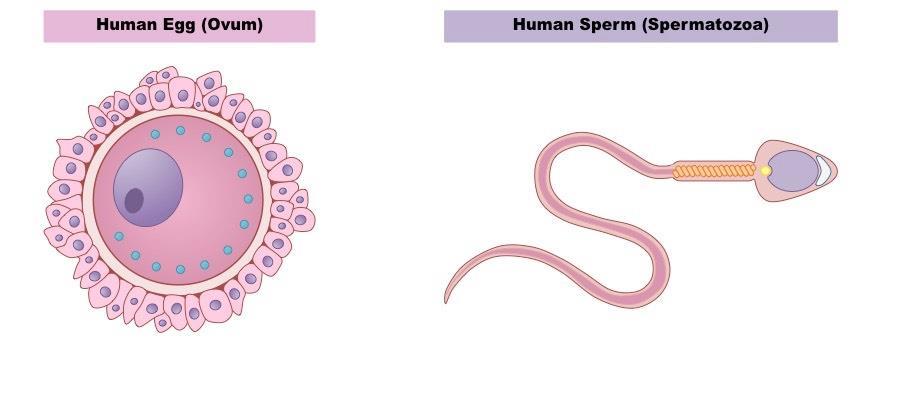 Sexual Reproduction Two parents are needed for sexual reproduction. Each parent contributes half of its DNA to the offspring so that the offspring has a full set of genetic material.