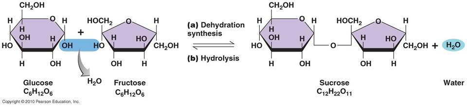 Combined by dehydration synthesis reaction Ex: sucrose, lactose, maltose Sucrose: (table sugar) Glucose + Fructose