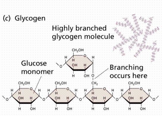 3 types of carbohydrates: Glycogen- Animal s energy storing molecule oenergy storage form of glucose ofound in the liver and