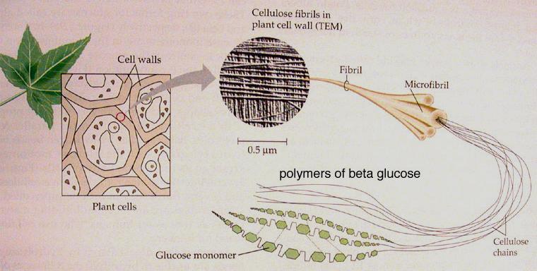 3 types of carbohydrates: Cellulose- provides